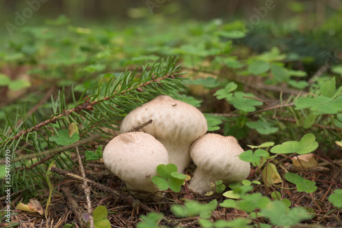 Puff mushroom in the forest
