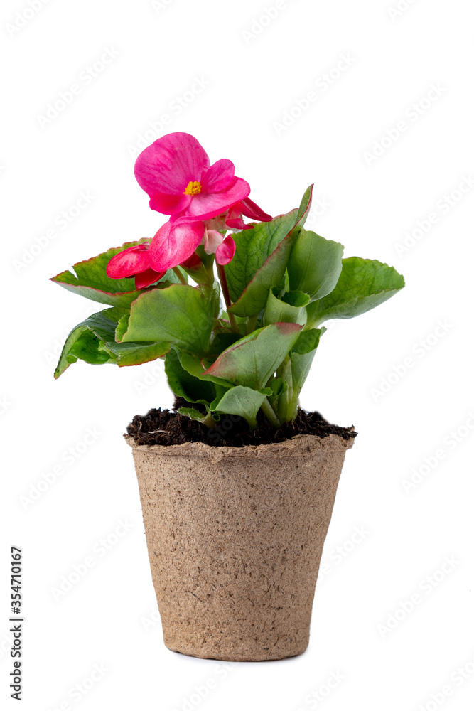 Pink flower in peat pots Pink flower in peat pots