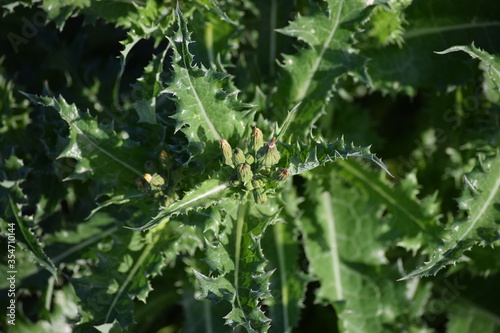 spiny Sowthistle