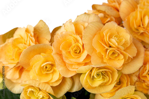 Yellow begonias  isolated on a white background. Greeting card theme