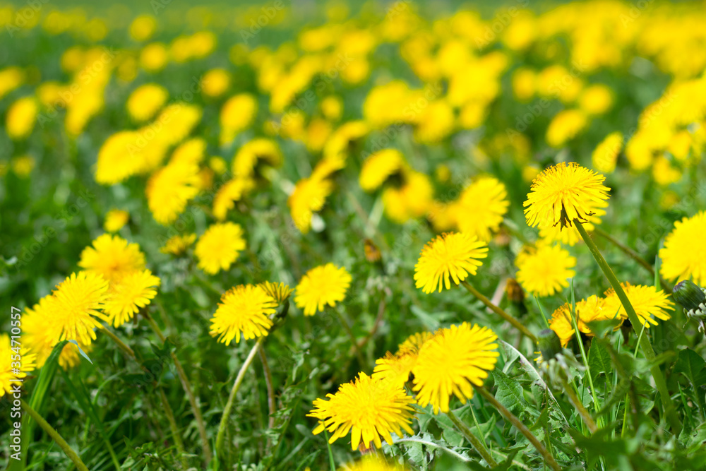 field of yellow dandelions on green meadow field of yellow dandelions on green meadow