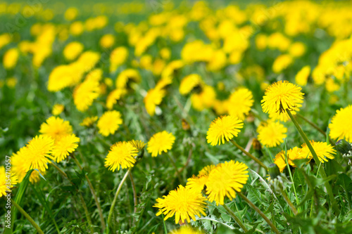field of yellow dandelions on green meadow