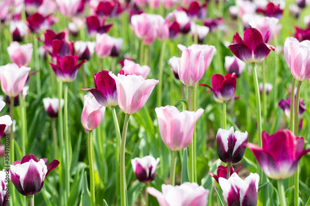 field of pink tulips in garden in summer