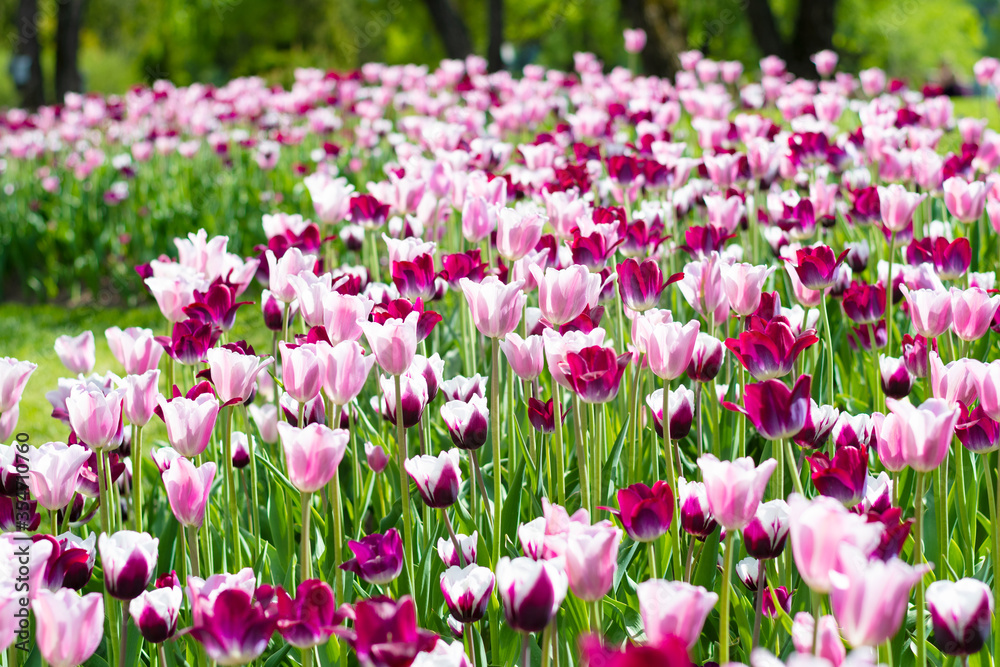 field of pink tulips in garden