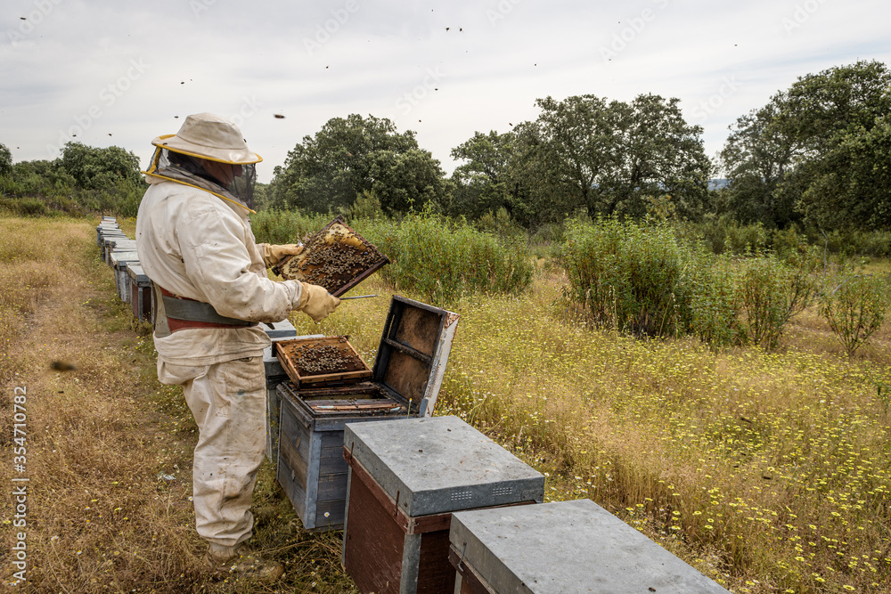 Rural and natural beekeeper, working to collect honey from hives with honey bees. Beekeeping concept, self-consumption, Rural and natural beekeeper, working to collect honey from hives with honey bees. Beekeeping concept, self-consumption,