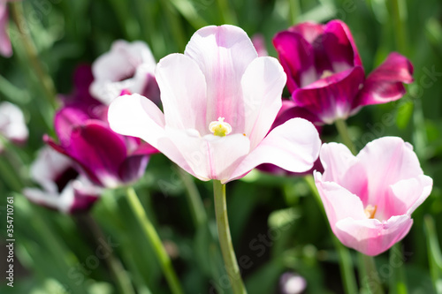 closeup of pink tulips in spring