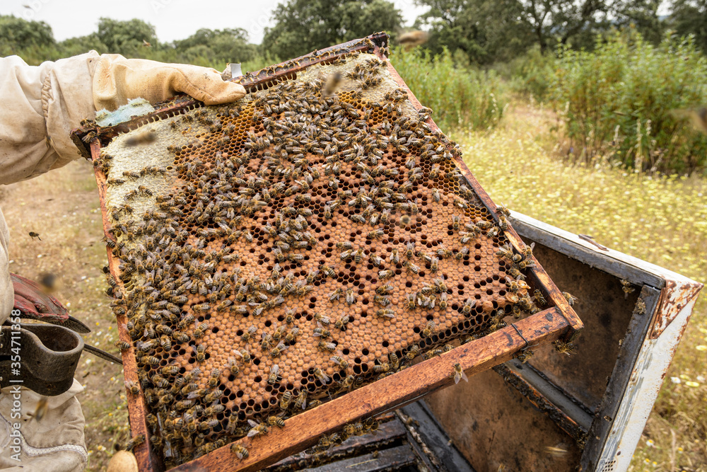 Rural and natural beekeeper, working to collect honey from hives with honey bees. Beekeeping concept, self-consumption, Rural and natural beekeeper, working to collect honey from hives with honey bees. Beekeeping concept, self-consumption,
