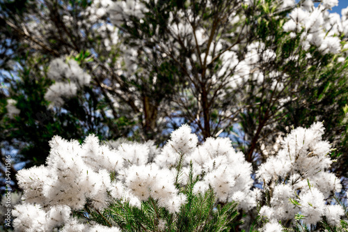 White fluffy Flowers