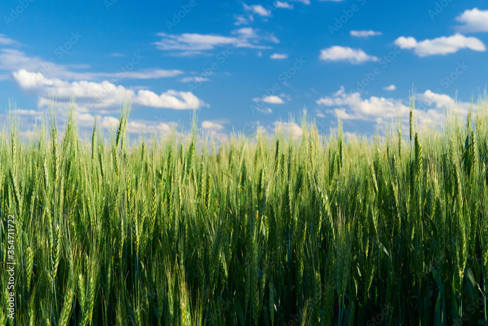 green wheat field on blue sky background green wheat field on blue sky background
