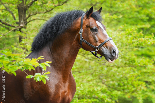 Welsh Cob stallion with leather halter between the green leaves © Luckyshots