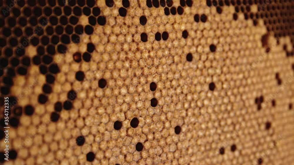 Close up honey comb with bee brood. Selective focus. Close up honey comb with bee brood. Selective focus.