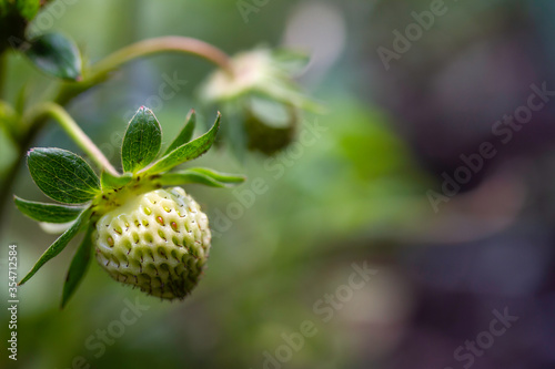 Organically grown unripe, green strawberries on plant. Close up with selective focus and space for text