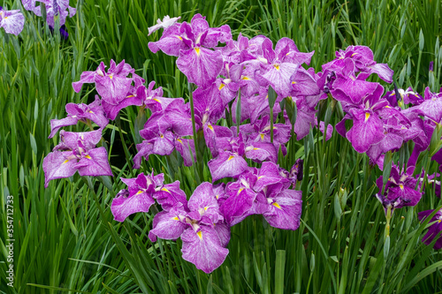 色鮮やかな菖蒲の花 東京都葛飾区 日本