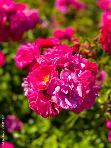 pink carnation flowers