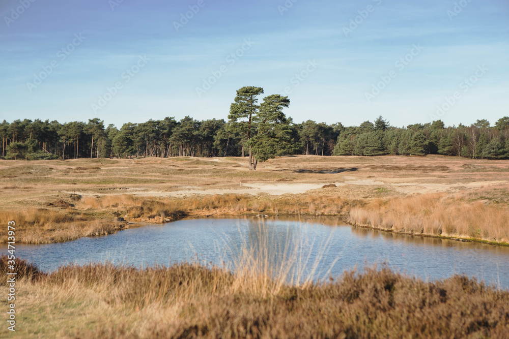 Dutch landscape, natural pond on the praterie, in the background a pine forest. Netherlands.