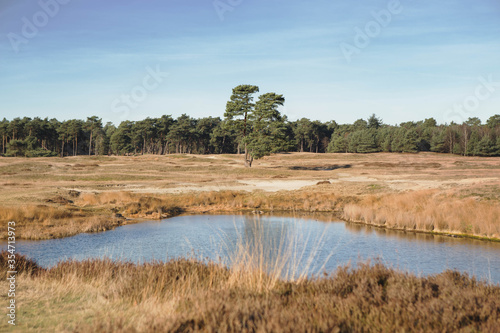 Dutch landscape, natural pond on the praterie, in the background a pine forest. Netherlands.