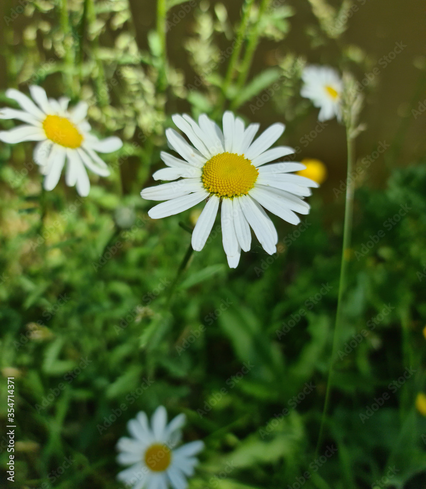 daisies in a field daisies in a field