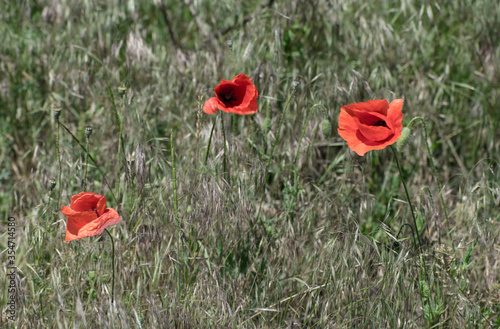 Red poppy flowers in the field, in the wind