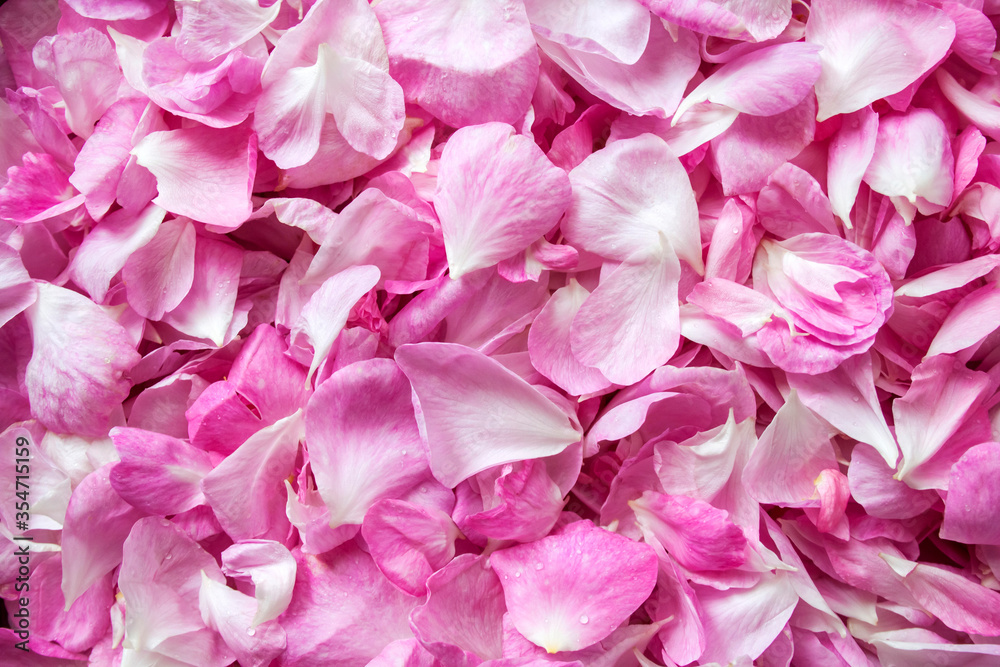 Background of fresh pink rose petals. Flat lay