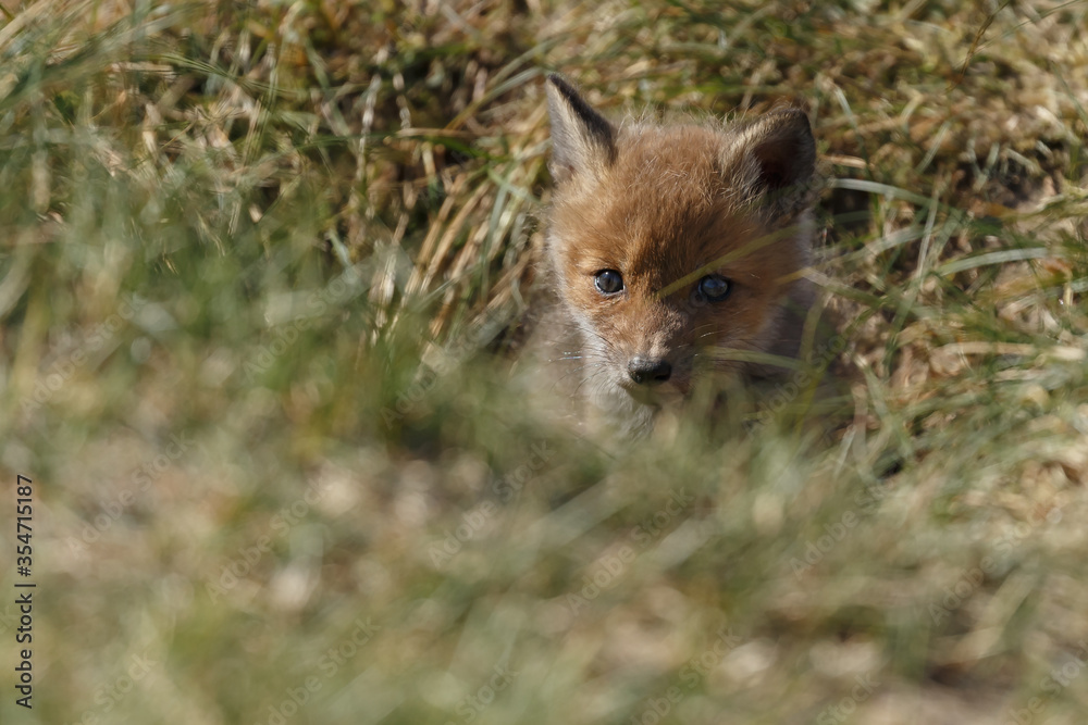 Naklejka premium Red fox cub in nature in springtime