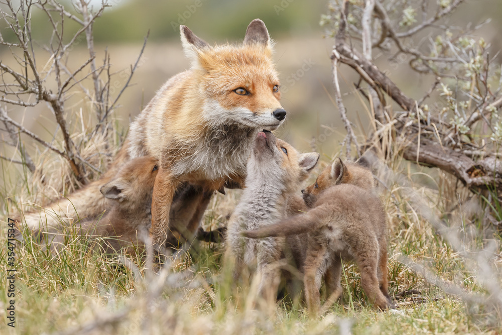 Obraz premium Red fox cub in nature in springtime