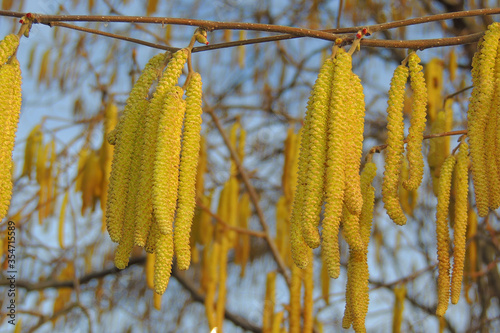 yellow leaves in autumn