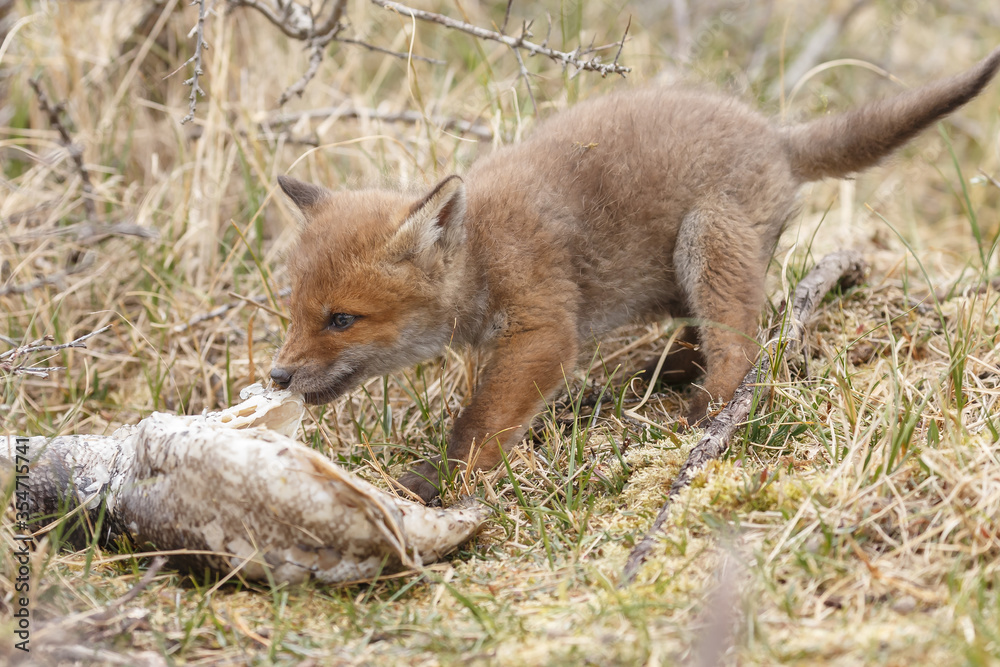 Fototapeta premium Red fox cub in nature in springtime