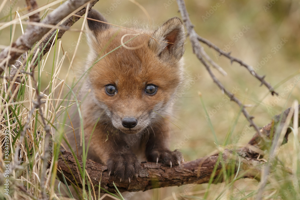 Fototapeta premium Red fox cub in nature in springtime