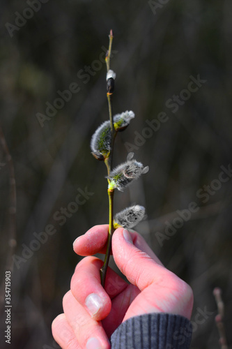 new life in the forest