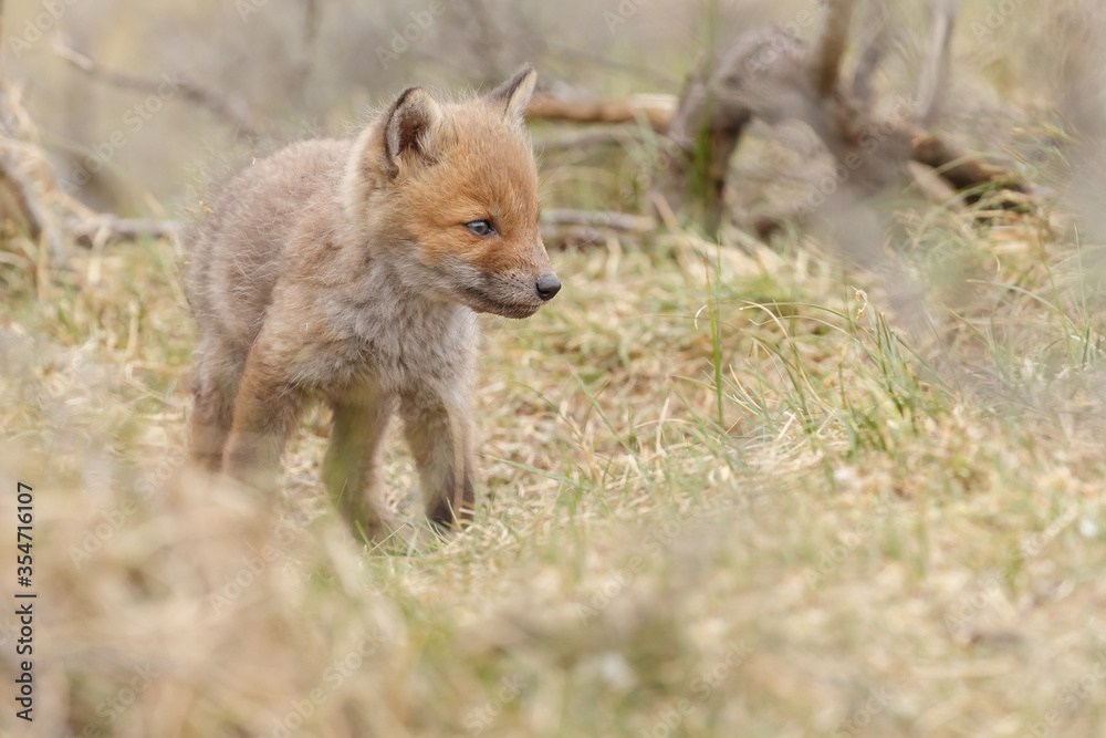 Fototapeta premium Red fox cub in nature in springtime