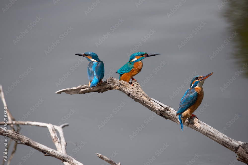 Fototapeta premium Common Kingfisher in the Weerribben the Netherlands.