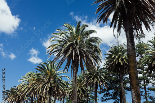 Palmen vor blauem Himmel