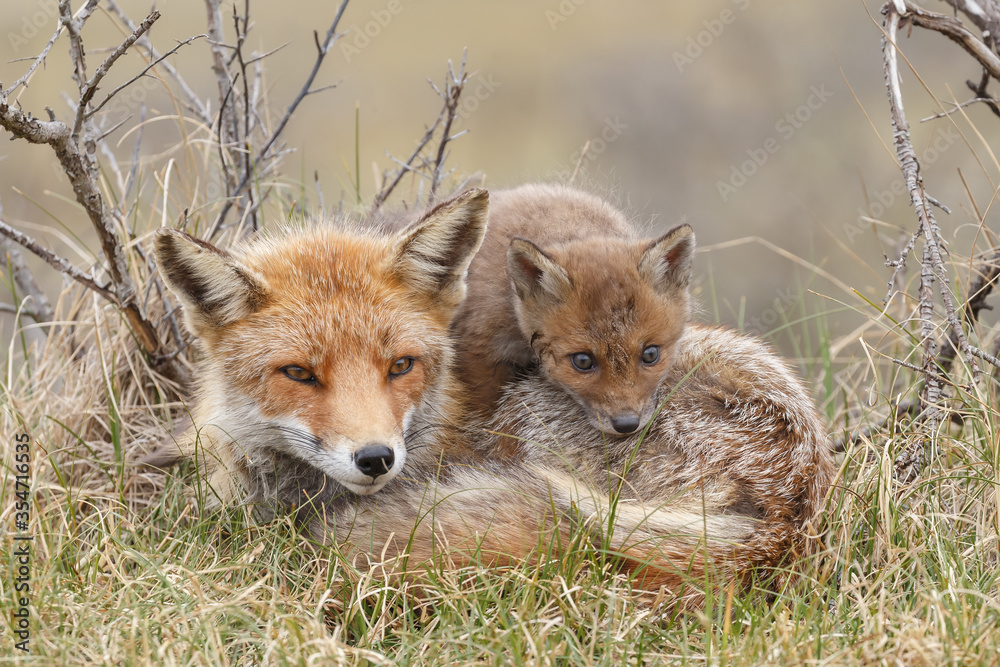 Red fox cub in nature in springtime Red fox cub in nature in springtime