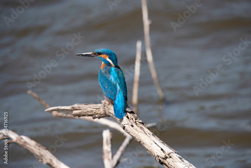 Common Kingfisher in the Weerribben the Netherlands.