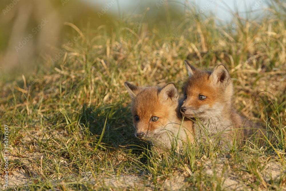 Red fox cub in nature on a springday. Red fox cub in nature on a springday.