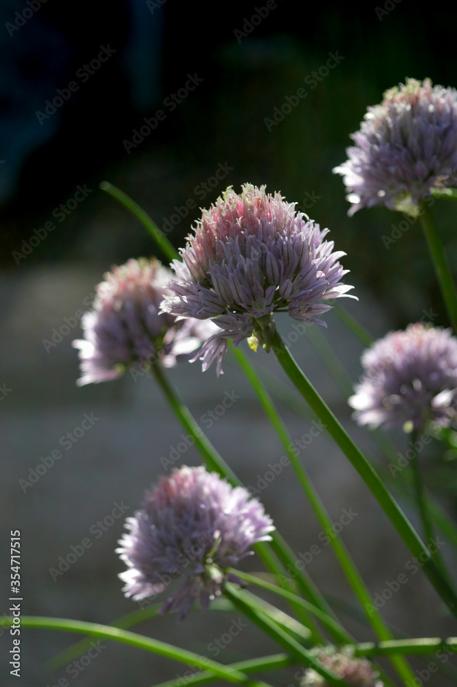 Portrait photo of a cluster of blue chive plants Portrait photo of a cluster of blue chive plants
