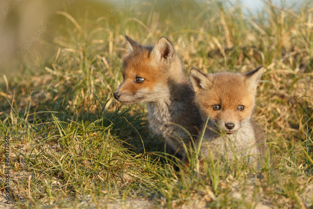 Naklejka premium Red fox cub in nature on a springday.