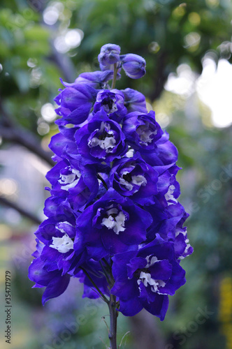 Portrait photo of delphinium larkspur flowers blooming in garden photo