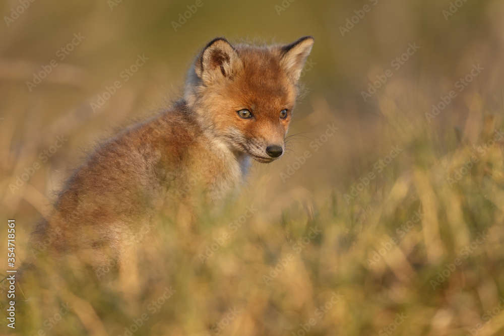 Obraz premium Red fox cub in nature on a springday.