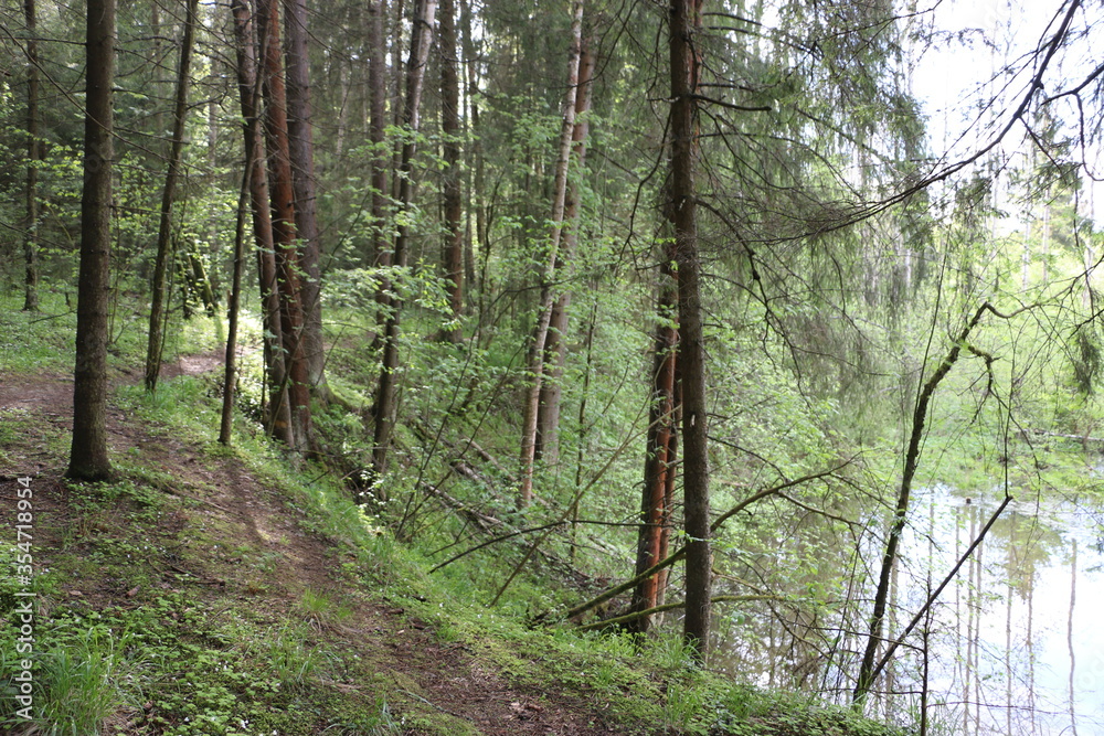 Fototapeta premium river in the forest
