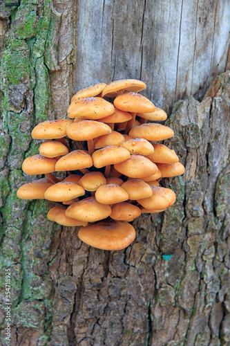 A group of fungi growing on a tree trunk.