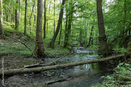 Green forest with mountain stream in Slovakia