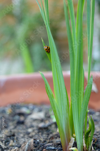 Portrait photo of  ladybird bug on grass plant on a pot