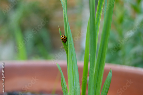 Landscape photo of ladybird bug on grass plant on a pot