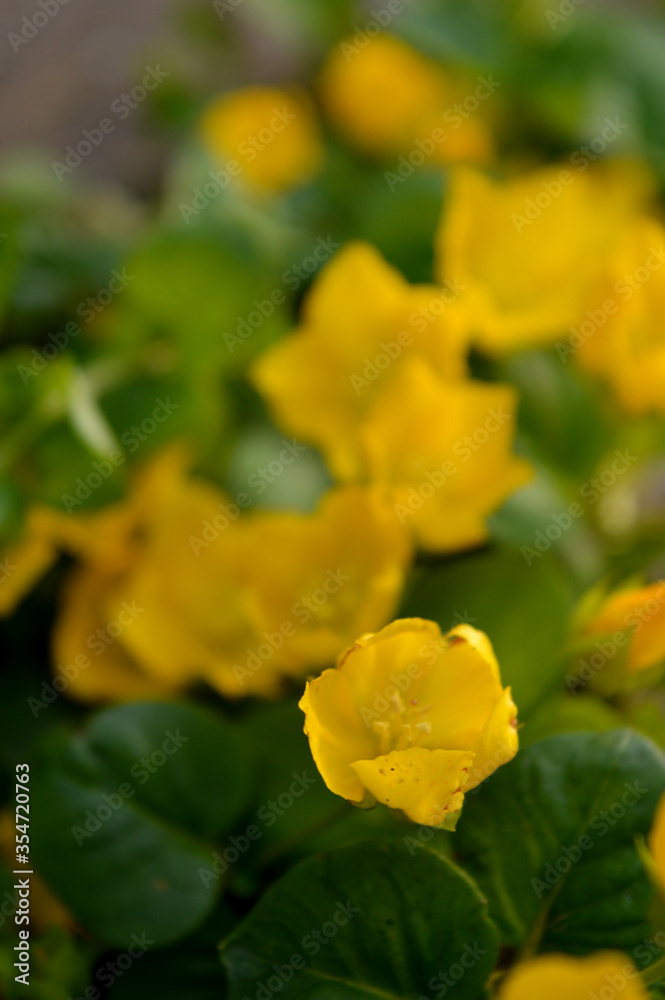 Portrait close up photo of yellow creeping jenny plant Portrait close up photo of yellow creeping jenny plant