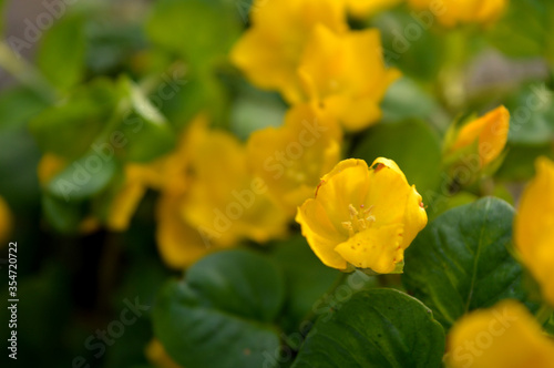 Landscape close up photo of yellow creeping jenny plant