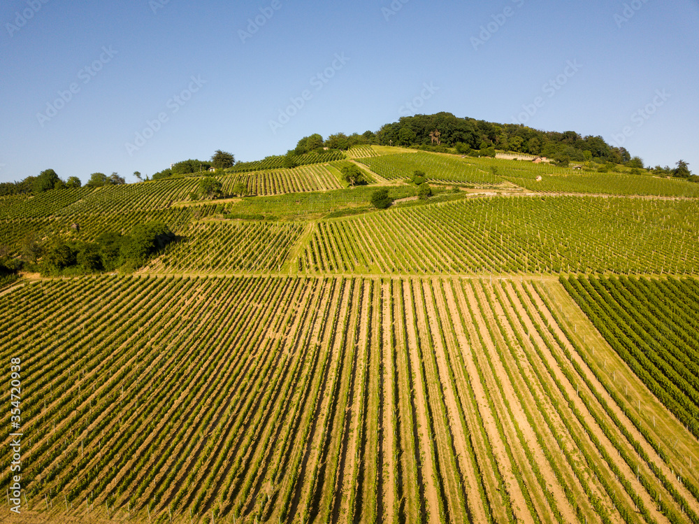 Aerial / Drone  shot of Vineyard between Heppenheim and Bensheim at the Bergstraße in Hessen in bright sunlight on a cloudless day