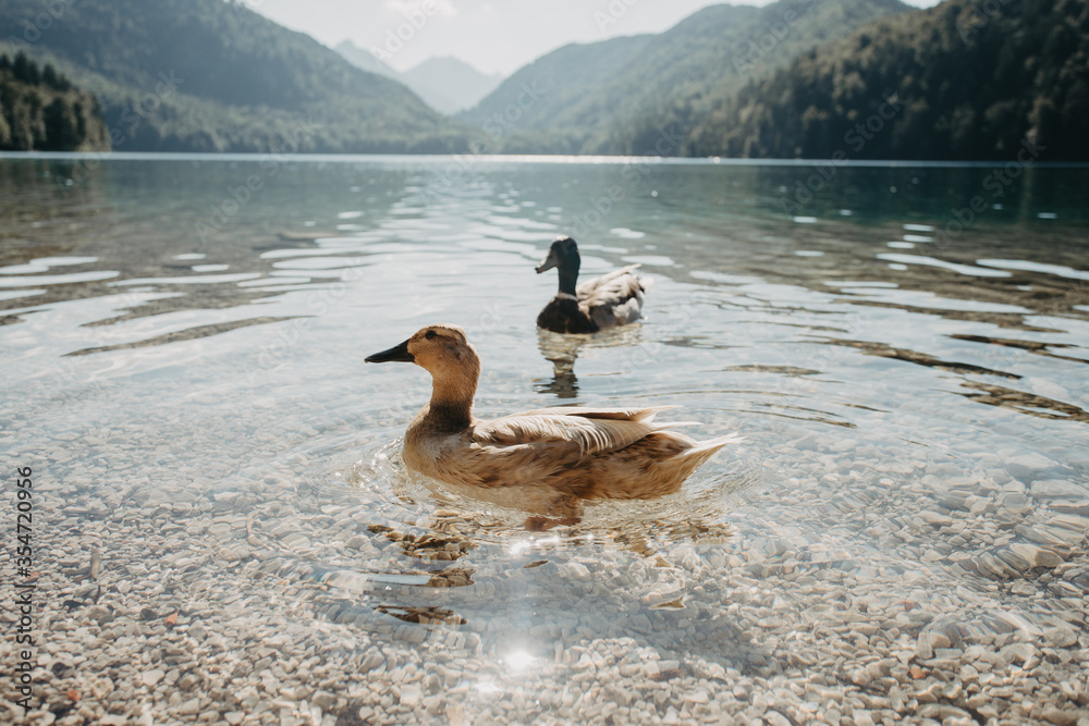 Duck swimming at the Alpsee lake in Germany