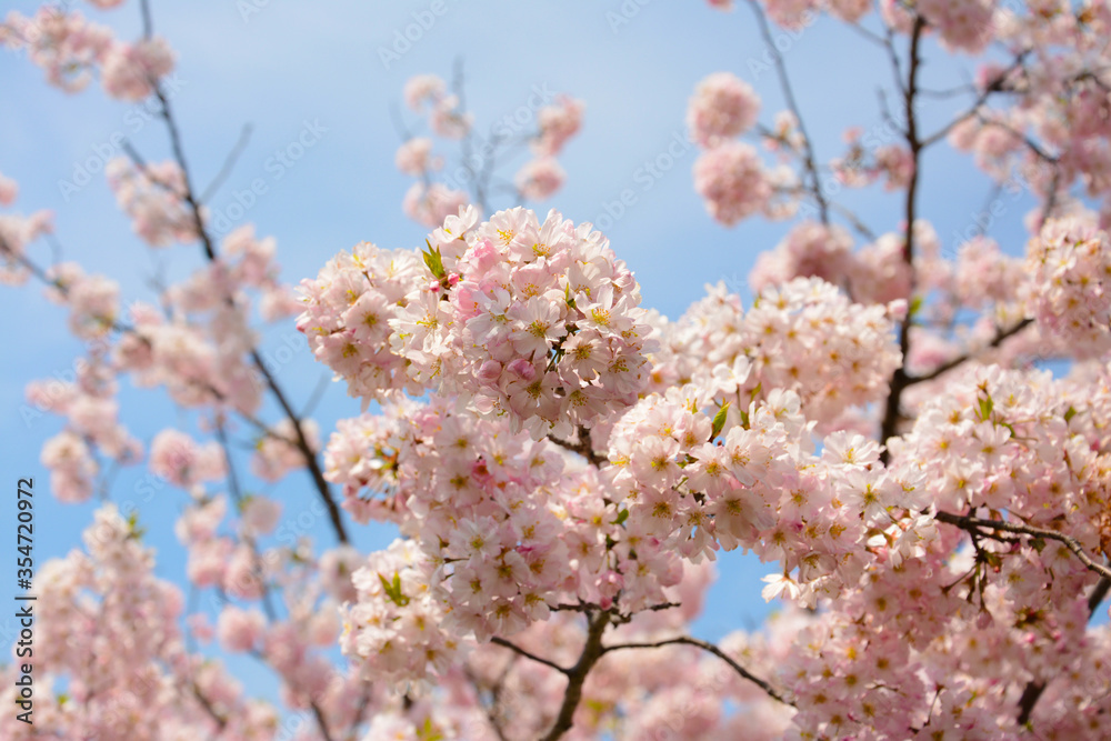 Fototapeta premium Pink Sakura blossom in April Japan under blue sky