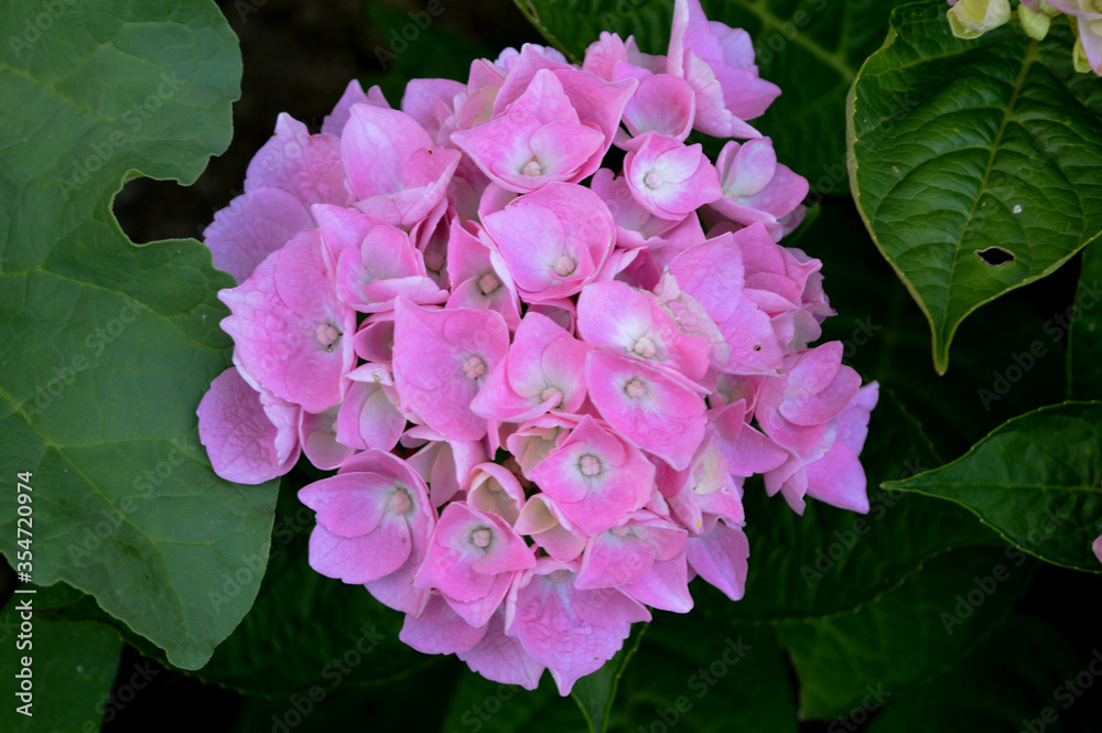 Landscape photo of bright pink hydrangea blooming